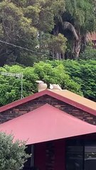 Huge Flock of Playful Corellas Gather in Suburban Street