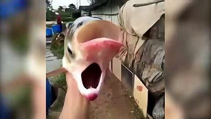 İşte çift gözlü ve çift ağızlı balık!