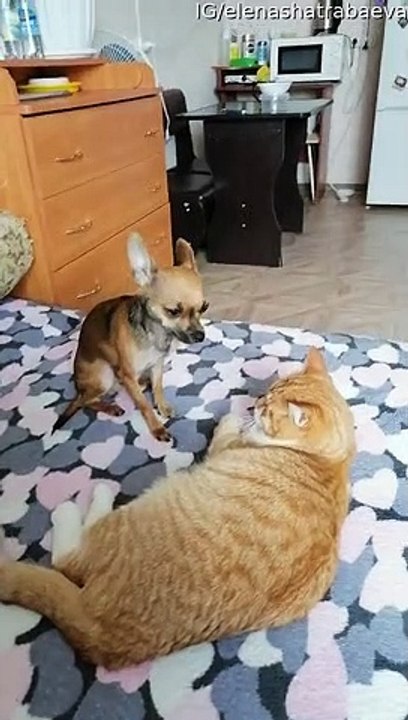 Jealous Doggy Doesn't Like Cat Receiving Pats