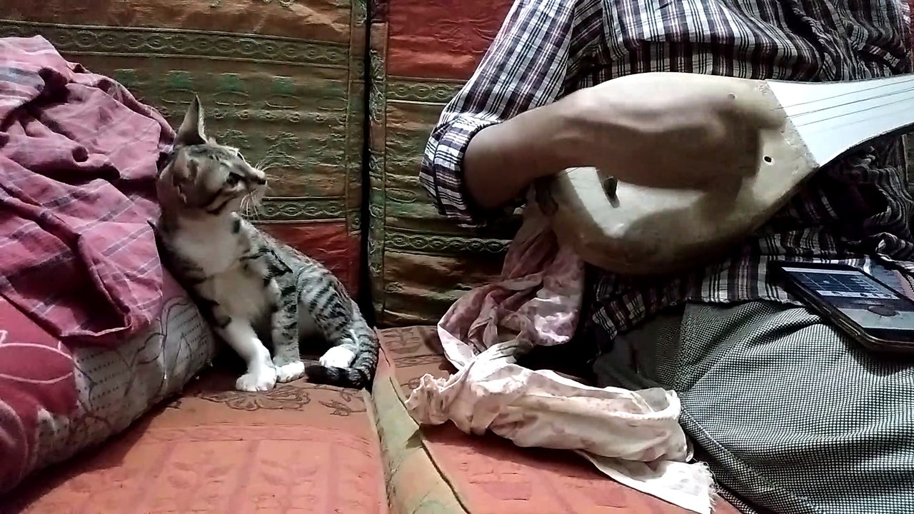 Musical Instrument Makes Kitty Curious