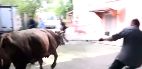 İşte kurbanlığı yatırmanın en kolay yolu: Rueff tekniği