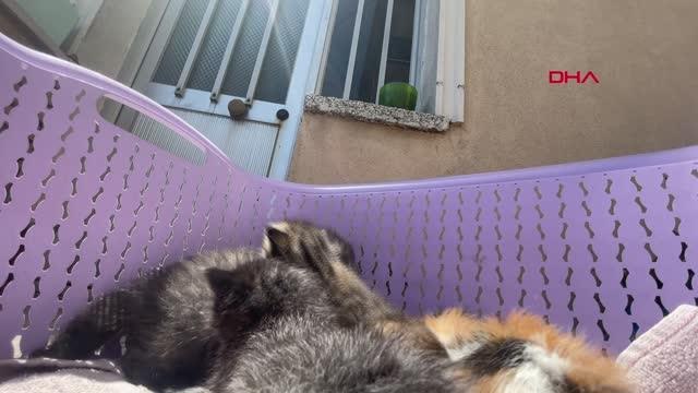 Son dakika haber! EDİRNE ANNELERİ KAZADA ÖLEN YAVRU KEDİLERİ, BİBERONLA BESLİYOR