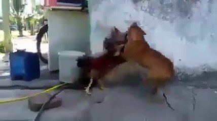 Horoz ile köpeğin müthiş düellosundan kim galip çıktı?