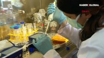 TÜBİTAK Başkanı Mandal yerli koronavirüs VLP aşısı için tarih verdi