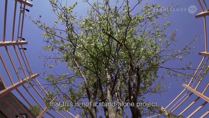 Arena for a Tree. A temporary art intervention by Klaus Littmann