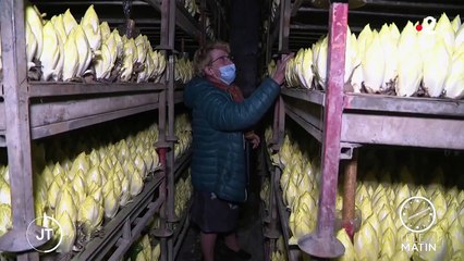 Belgique : l’endive inscrite au patrimoine culturel, au grand dam des producteurs français