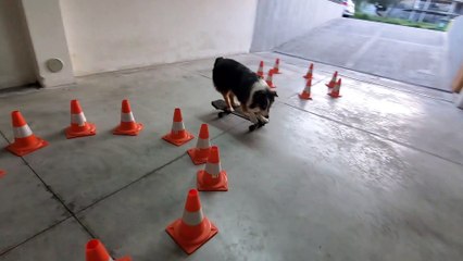 Doggy Puts Incredible Skateboard Skills on Display