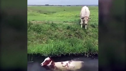 Sürünün garip bakışları altında istifini bozmadan yüzen inek!