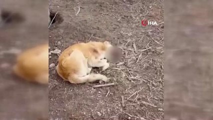 Ağzında tümör olan köpek tedavi altına alındı