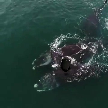 Video muestra a ballenas francas en aparente abrazo