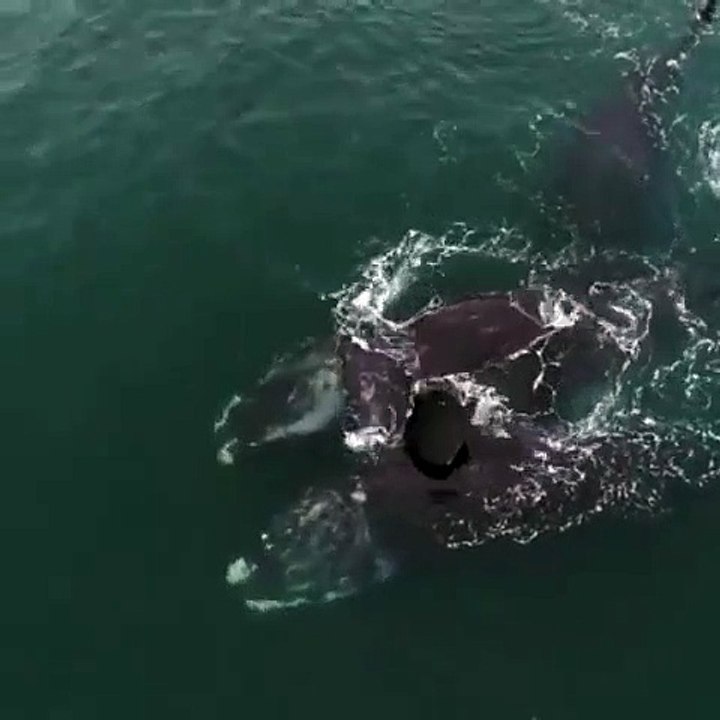 Video muestra a ballenas francas en aparente abrazo