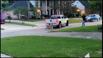 tn7-Tigre suelto causó pánico en un vecindario-100521