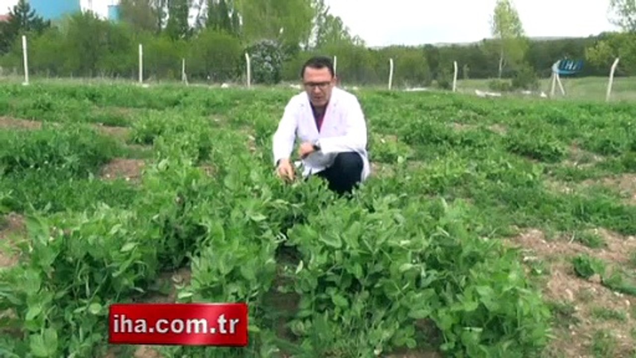 Süper bezelye yetiştirdiler!