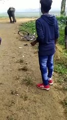 Man Attacked by a Stray Wild Elephant
