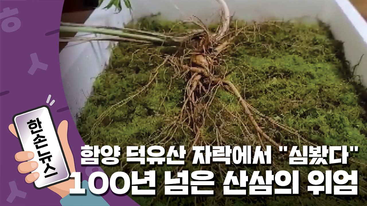 [15초 뉴스] 함양 덕유산 자락에서 "심봤다"...100년 넘은 산삼의 위엄 / YTN