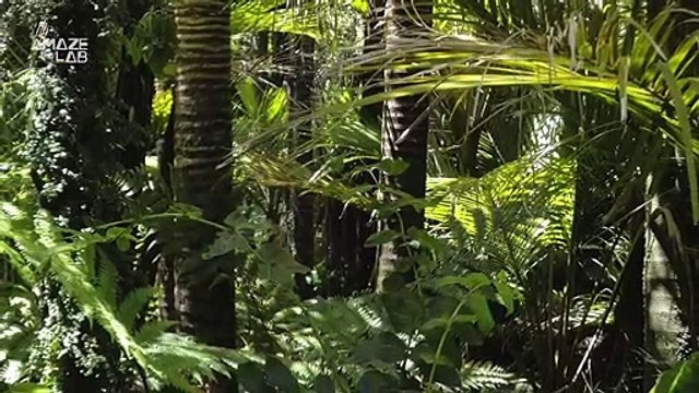 The Amazon Rainforest Now Gives off More Carbon Than It Absorbs