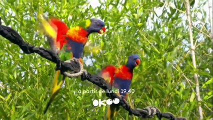 "Une saison au zoo" revient avec des épisodes inédits de la saison 13 sur France 4