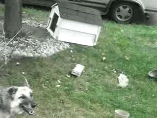 Trying to get Mia to howl...