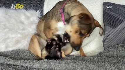 Animal House! Ferret & Dog Duo Are Inseparable; Cuddling & Eating Each Other’s Food!