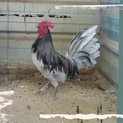 Blues BIG FARM VISIT Bukmstr - Jose Herrera Farm