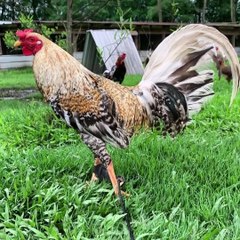Beautiful Dom VISIT FARM - Jody Gustin Farm