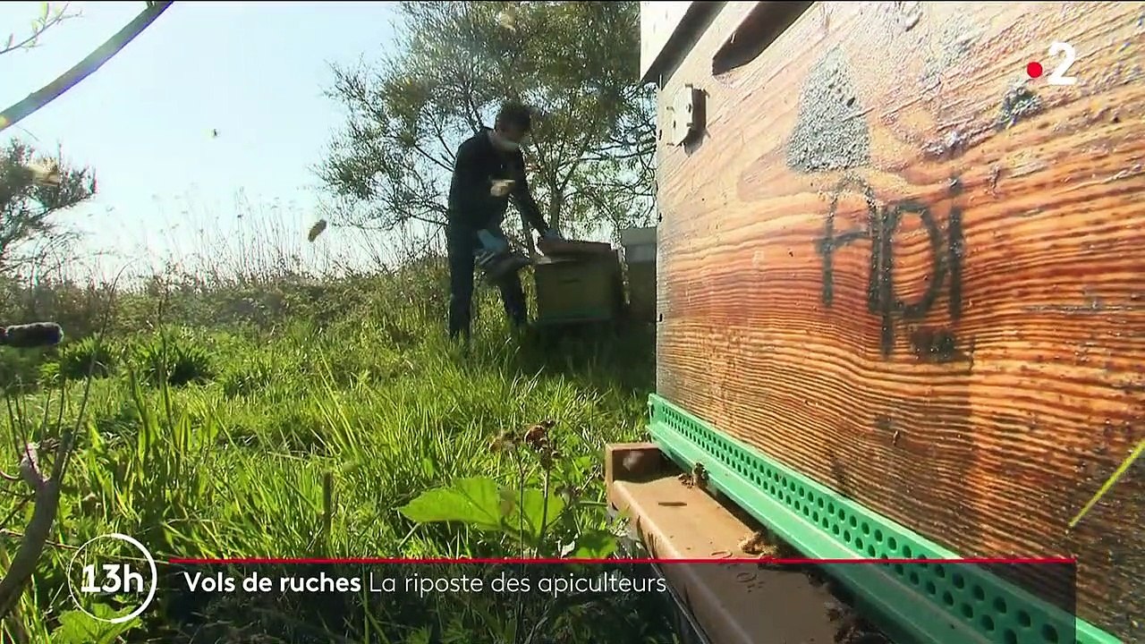 Abeilles : les apiculteurs s'équipent pour faire face aux vols de ruches