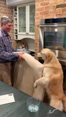 Sweet Pup Lends a Helping Paw