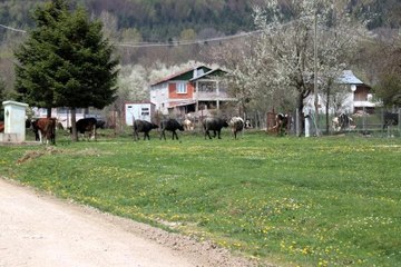 Bolu'da, tam kapanma yaylalara göçü azalttı