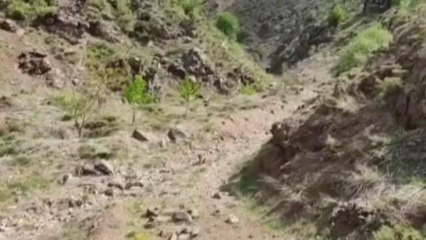 ADIYAMAN GÖLETE DÜŞEN DAĞ KEÇİSİ, JANDARMA TARAFINDAN KURTARILDI