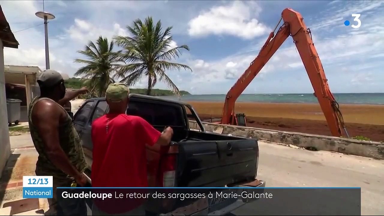 Guadeloupe : les sargasses sont de retour à Capesterre-de-Marie-Galante
