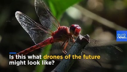 The flying skills of this 300-million-year-old aviator are inspiring drone designs of the future