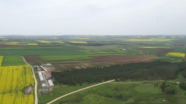 Silivri'de yerli ayçiçeği tohumu için deneme ekimi yapıldı