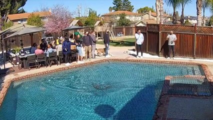 Dog Amazes People By Running Over Pool