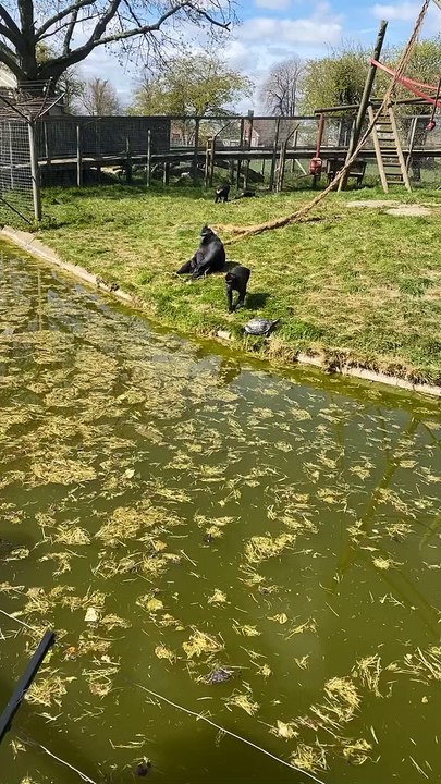 Mischievous Monkey Pushes Turtle into Pond