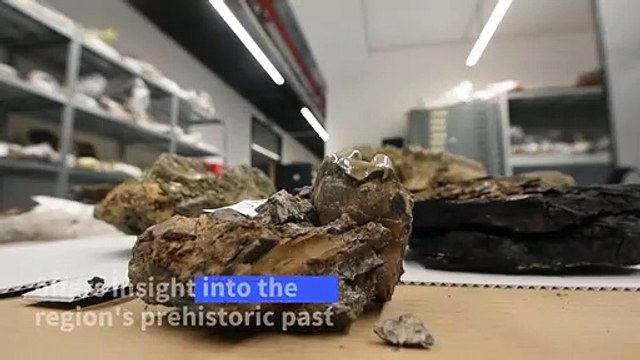 15-million-year-old fossils found in car boot go on display in Zagreb