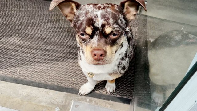 Comment Clara a retrouvé son chien Ziggy, volé à Paris et retrouvé à Cannes grâce à un incroyable élan de solidarité