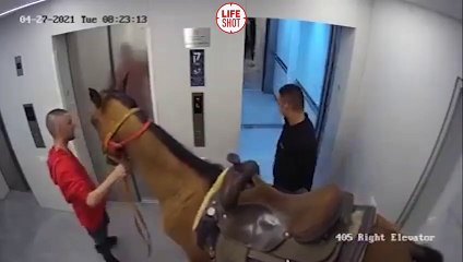 Dono de cavalo com medo que este fosse roubado decide levá-lo de elevador para a casa de um amigo