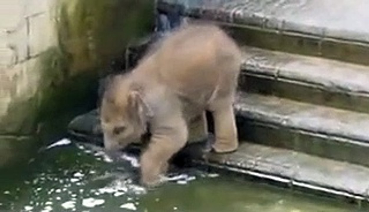 Baby Elephant Experiences Its First Bath