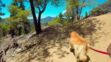 Top 7 Animales Con Talentos Increíbles