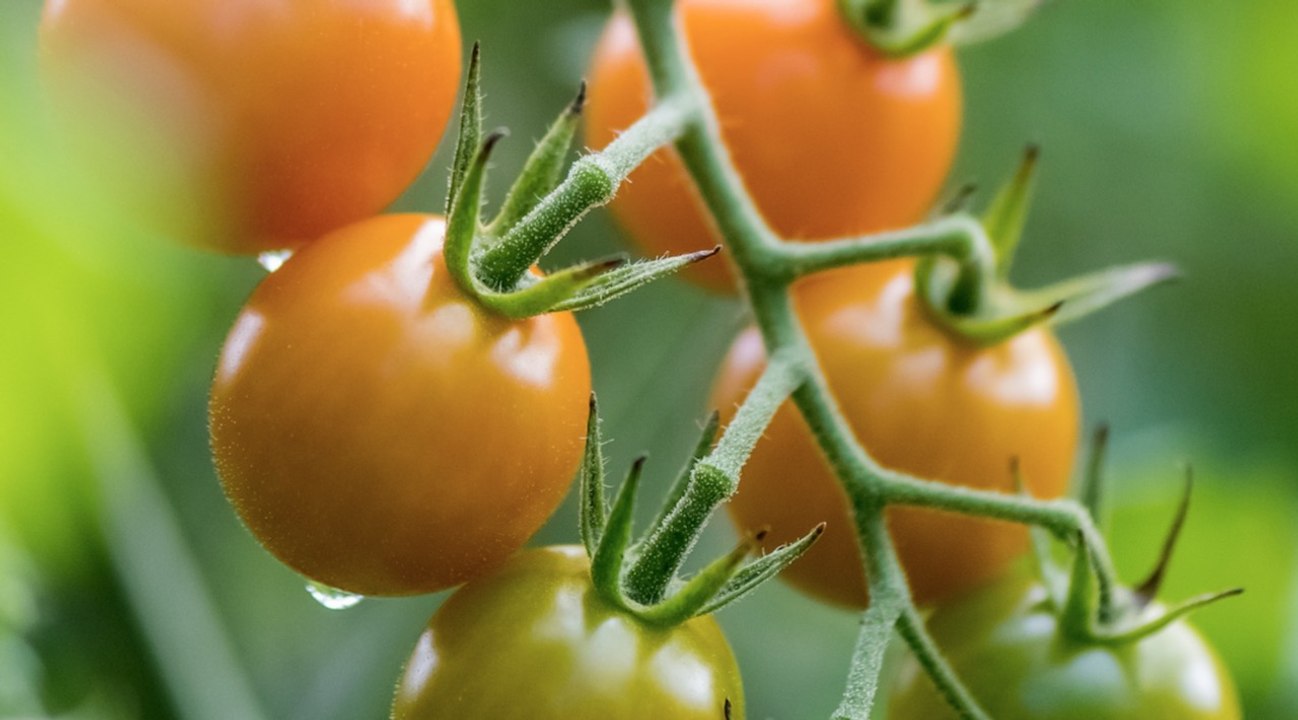 How to Pick Tomatoes