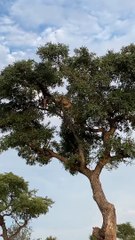 Une lionne et un léopard tombent d'un arbre