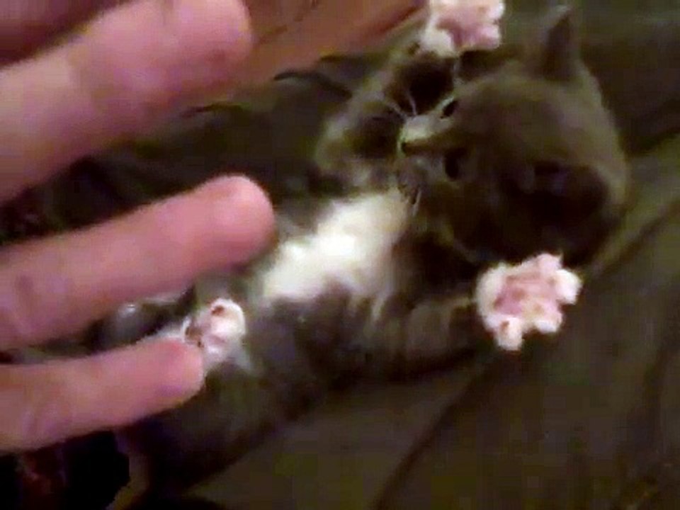 Chaton les pattes en l'air