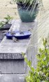 Playful Birds Splash Around in Rain Water