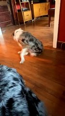 Dog Gives Its Own Tail a Tug