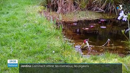 Oiseaux : des nichoirs dans les jardins pour sauver des espèces menacées