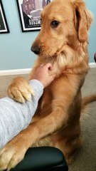Thor the Dog Reacting to Not Getting Pet