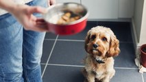 How Much Should I Actually Be Feeding My Dog?