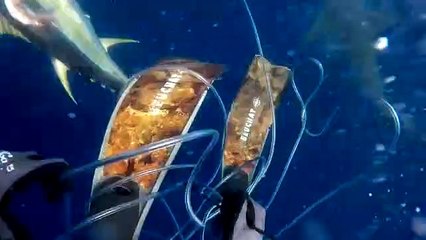 Film gibi! Kendisine saldıran köpek balığını komalık etti