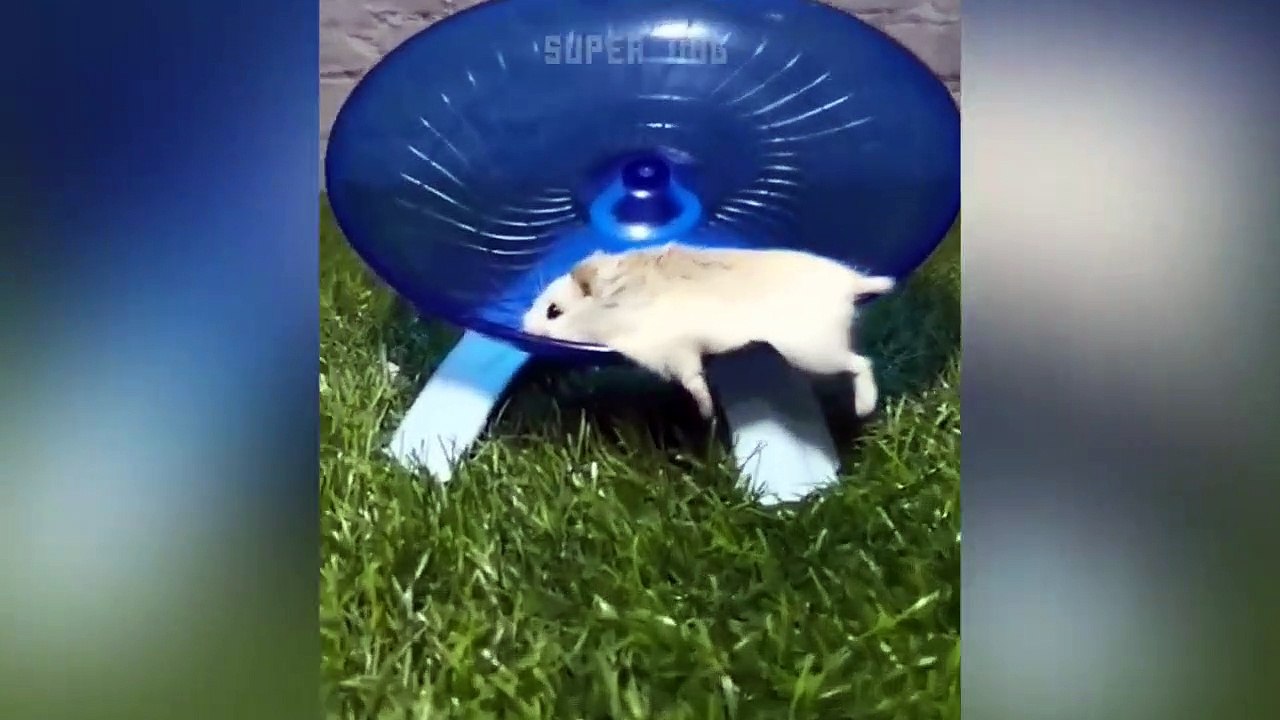 Aww! Cute And Funny Baby Hamster  -  Hamster Video Compilation | Super Dog