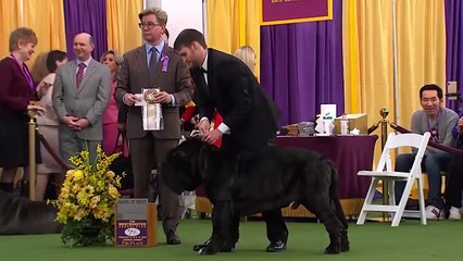 Estos Perros Están Prohibidos en Todo el Mundo